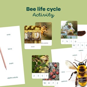 Puede incluir: Un póster educativo colorido titulado "Bee life cycle Activity" con imágenes de abejas y sus etapas de vida. Incluye un lápiz, tarjetas con palabras y una ilustración detallada de la anatomía de una abeja.