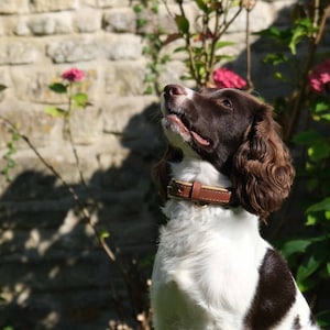 Personalisiertes Premium Braun Leder Hundehalsband / Handgefertigte, komfortable, stilvolle, weich gepolsterte Polsterung / gravierte Anpassung / Welpe und Hund
