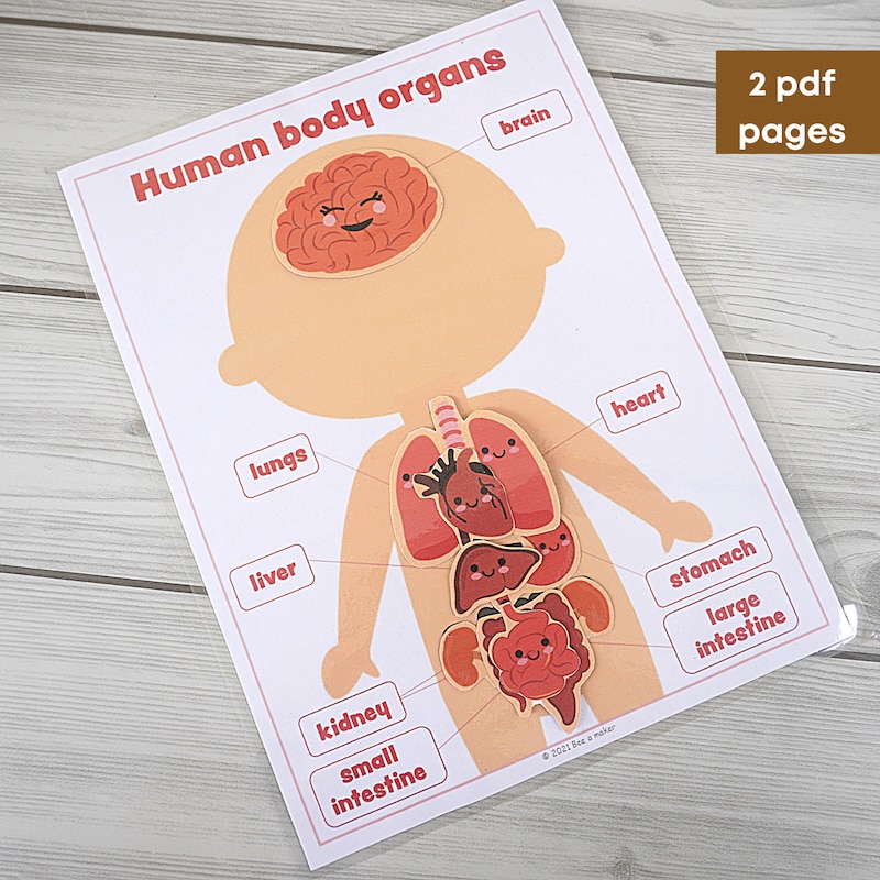 Human Anatomy Printable - Etsy