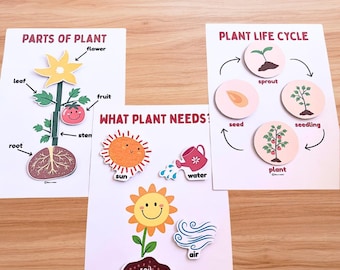 Parts of Plant & Plant Life Cycle Activity | What Plants Need |  Matching Activity | Montessori Science Printable