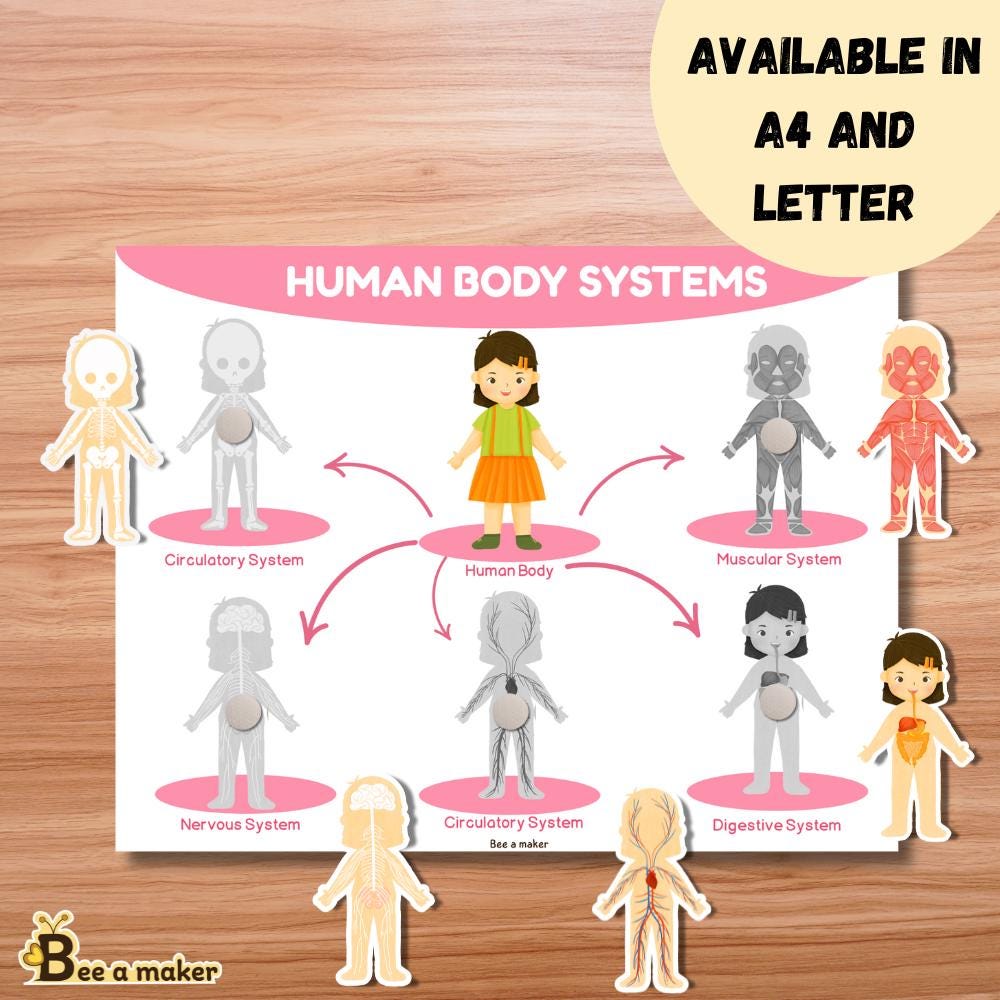 Human Anatomy for Kids main image 1