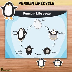 Actividad del ciclo de vida del pingüino / Página imprimible del libro de actividades de 5 etapas / Ciencias para preescolar y jardín de infantes / Carpeta Montessori / Tamaños A4 y carta