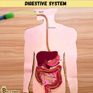 Może przedstawiać: Kartonowy model ludzkiego układu pokarmowego z napisem DIGESTIVE SYSTEM u góry. Model zawiera oznaczone narządy, w tym usta, przełyk, wątrobę, żołądek, pęcherzyk żółciowy, trzustkę oraz jelito cienkie i jelito grube.