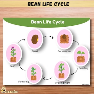 Bean Life Cycle Busy Book Page | Montessori Science Activity | Plant Growth Matching | A4 & Letter Sizes