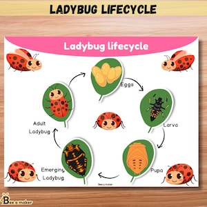 Cycle de vie de la coccinelle page de livre chargée | Activité imprimable | Sciences Montessori pour le préscolaire et la maternelle | Cartable d'apprentissage pour l'école à la maison