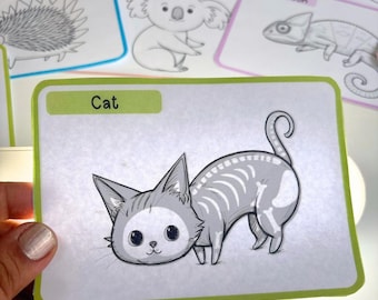XRAY Flashcards for Kids | Printable Animal Learning Cards | Preschool Homeschool Activity