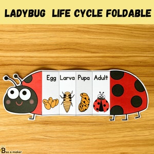 May include: A foldable paper craft depicting the life cycle of a ladybug. The stages are labeled "Egg", "Larva", "Pupa", and "Adult". Each stage is illustrated with a cartoon image of a ladybug in its respective form.