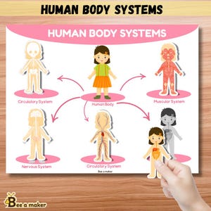 Op de afbeelding: Educatieve poster getiteld "HUMAN BODY SYSTEMS" met illustraties van de bloedsomloop, spieren en zenuwstelsel. De poster toont een centrale illustratie van een kind omringd door diagrammen van de lichaamssystemen. Het "Bee a maker" logo staat linksonder.