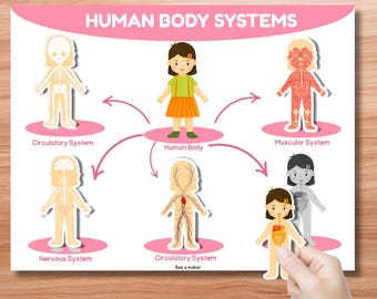 May include: Educational poster titled "HUMAN BODY SYSTEMS" with illustrations of the circulatory, muscular, nervous systems, and human body. The poster features a central illustration of a child surrounded by diagrams of the body's systems. The "Bee a maker" logo is in the bottom left corner.
