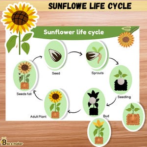 Sunflower Life Cycle Busy Book Page | 6-Stage Plant Growth Printable | Preschool & Kindergarten Science Activity | Montessori Inspired