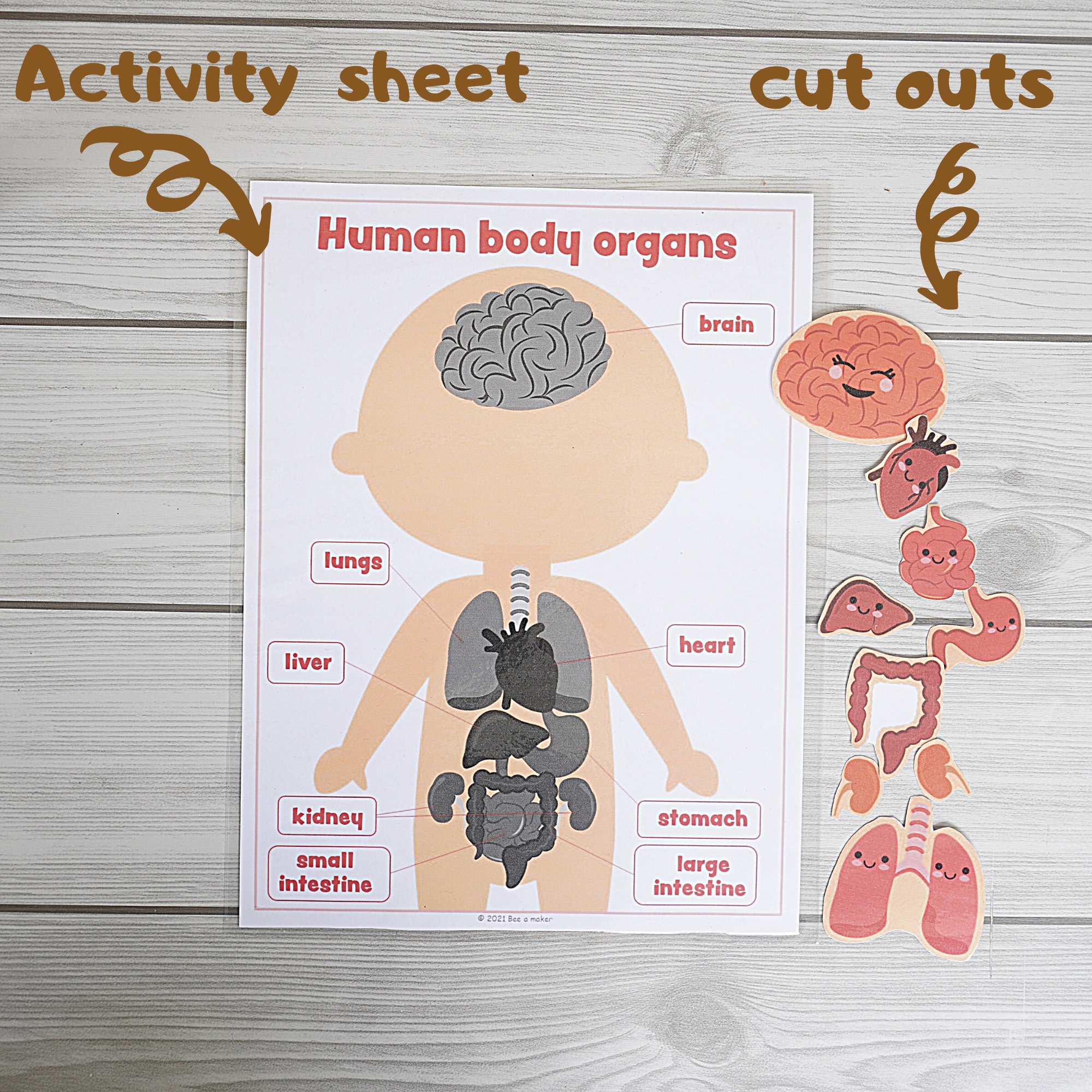 Human anatomy printable Body organs matching activity busy | Etsy