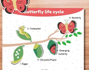 Butterfly Life Cycle Busy Book Page | Montessori Science Printable | Preschool Learning Activity