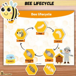Actividad del ciclo de vida de las abejas / Libro de actividades Montessori de 5 etapas / Aprendizaje de ciencias imprimible para preescolar / Estudio de insectos / Tamaños A4 y carta