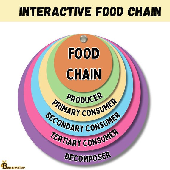 Food Chain Learning Wheels – Desert, Ocean, Polar & Grassland - Etsy