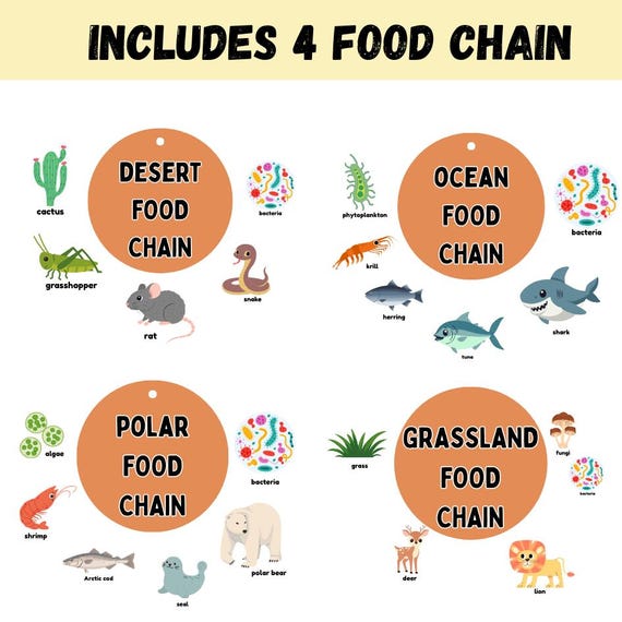 Food Chain Learning Wheels – Desert, Ocean, Polar & Grassland - Etsy