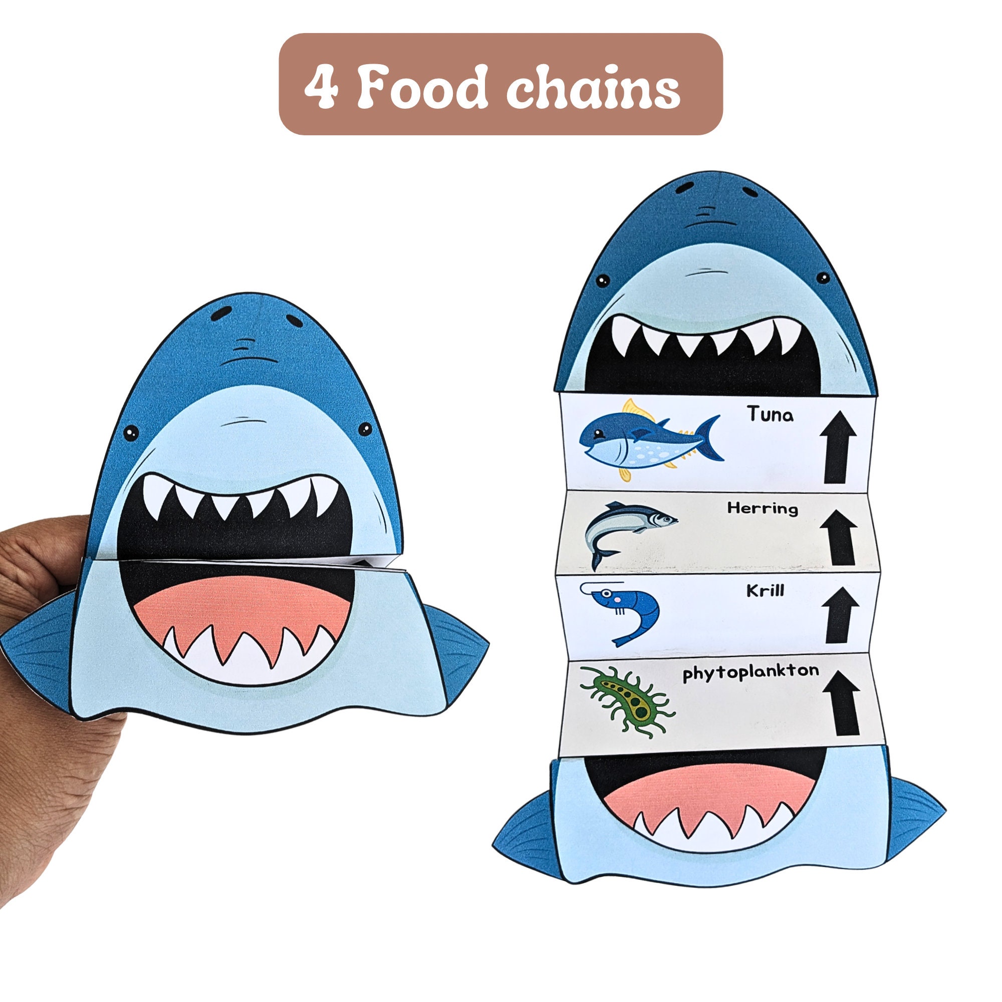 Food Chain- Marine Foodchain, Arctic Foodchain, Grassland