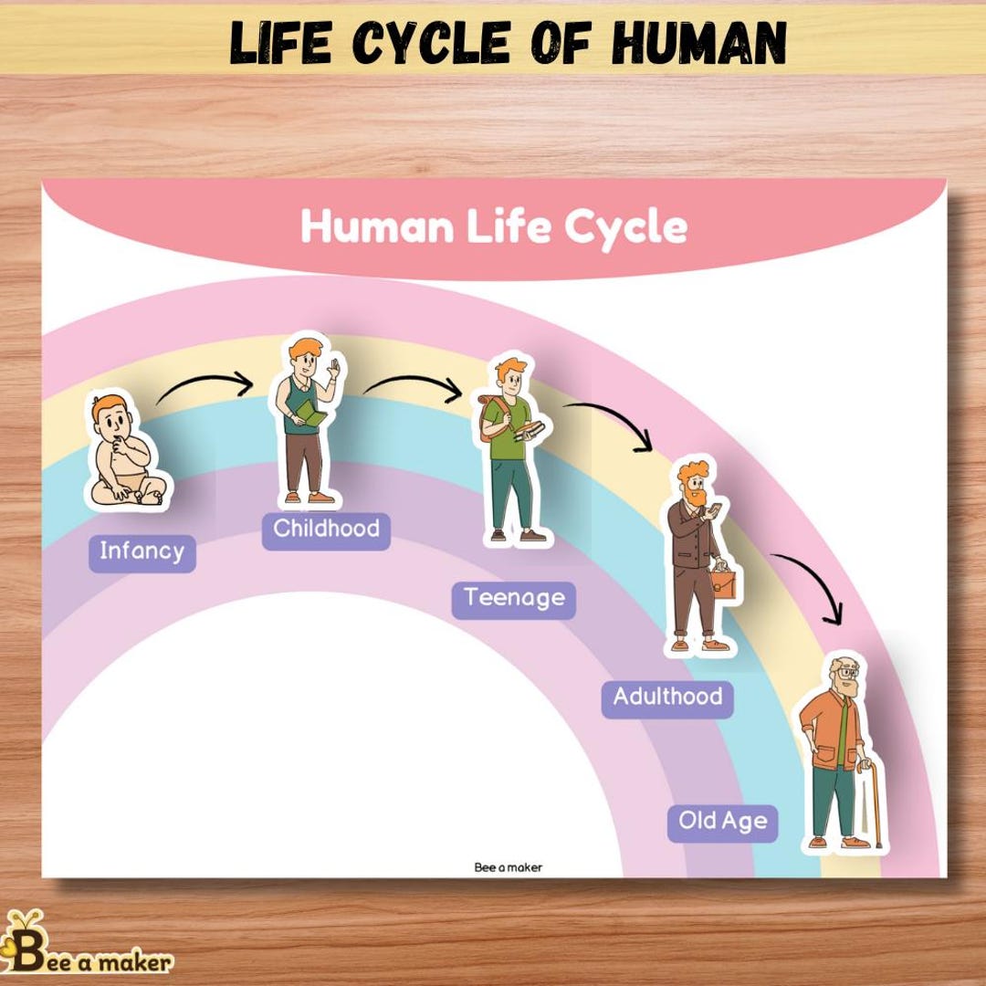 Human Life Cycle Activity Pack | Montessori Science Printable | Stages ...