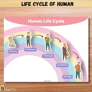 Paquete de actividades sobre el ciclo de vida humano / Imprimible de ciencias Montessori / Tabla y recortes de las etapas de la vida / Preescolar a 2.º grado