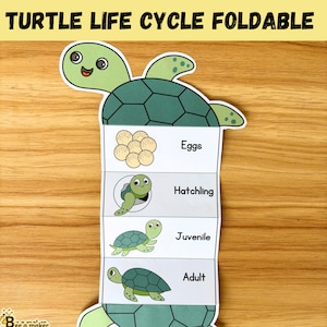 Schildkröten Lebenszyklus faltbar