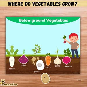 Puede incluir: Póster educativo "¿Dónde crecen las verduras?" con ilustraciones de hortalizas de raíz como rábano, cebolla, patata, zanahoria, ajo y remolacha. Un niño de dibujos animados sostiene una remolacha. Se muestra el texto "Below ground Vegetables".