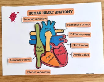 May include: A colorful diagram of the human heart anatomy, labeled with the names of the different parts, including the superior vena cava, right atrium, right ventricle, left ventricle, aorta, pulmonary artery, pulmonary vein, pulmonary valva, mitral valve, and aortic valve.