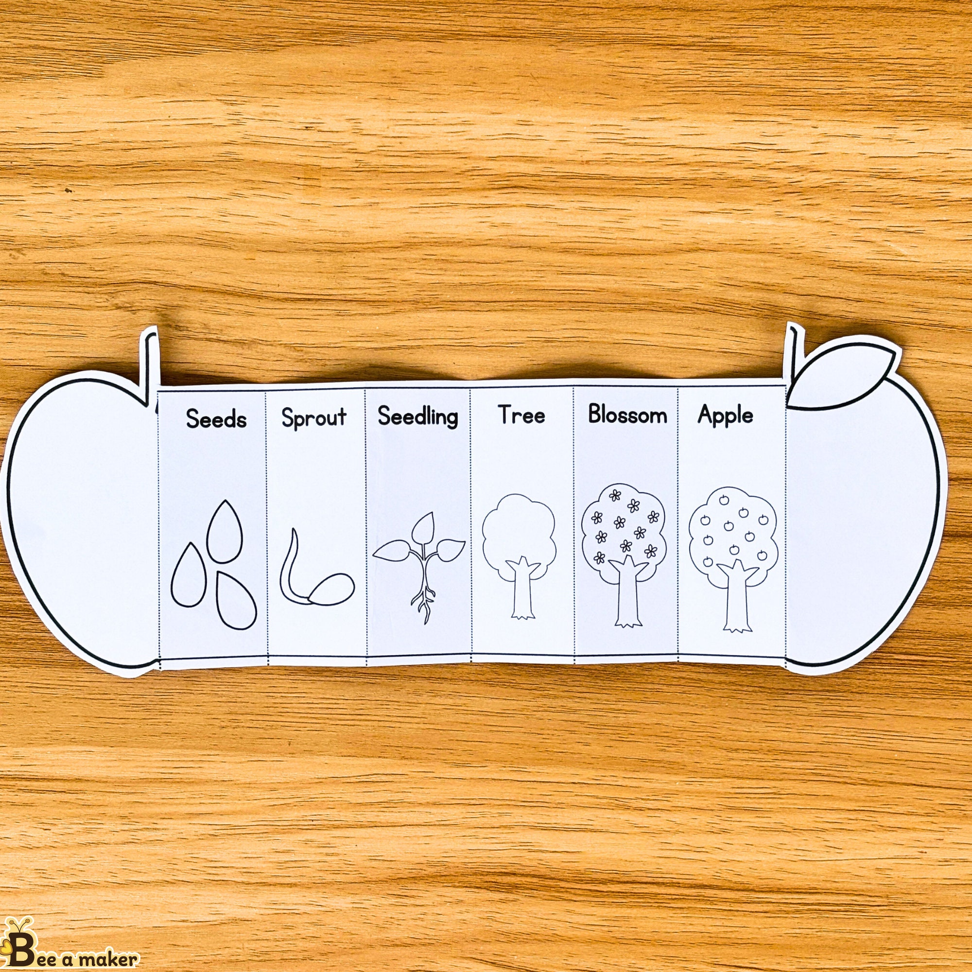 Apple Life Cycle Foldable Etsy
