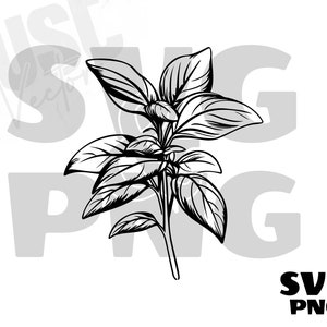 May include: A black and white line drawing of a sprig of basil with multiple leaves.
