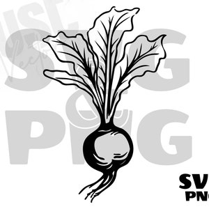Red Beet Beetroot svg, Vegetable svg, Beetroot svg, Beet Silhouette, Radish Vegetable Root Plant Food, Instant Digital Download