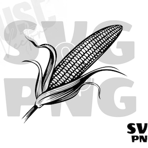 Pode incluir: Ilustração em preto e branco de uma espiga de milho com palhas. A espiga de milho é desenhada em um estilo detalhado com grãos visíveis.