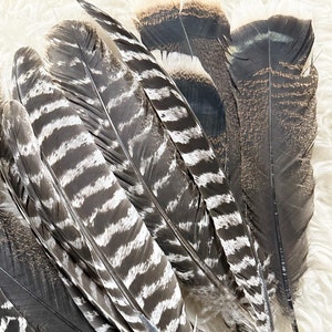 Turkey feathers 12-14&quot; wing and tail feathers for crafts, jewelry making, fall decor, ethically sourced from free range turkeys on our ranch