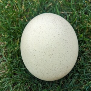 May include: A large, off-white ostrich egg with tiny dark speckles, resting on a bed of green grass. The egg's surface is smooth and spherical, contrasting with the textured grass.