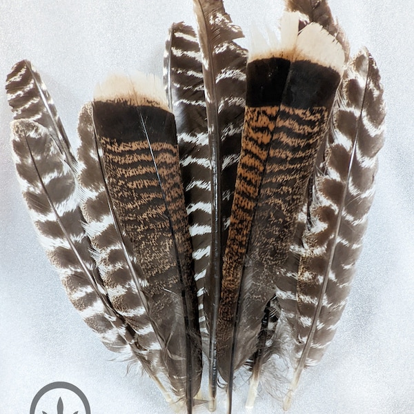 Wild Turkey Feathers - Etsy