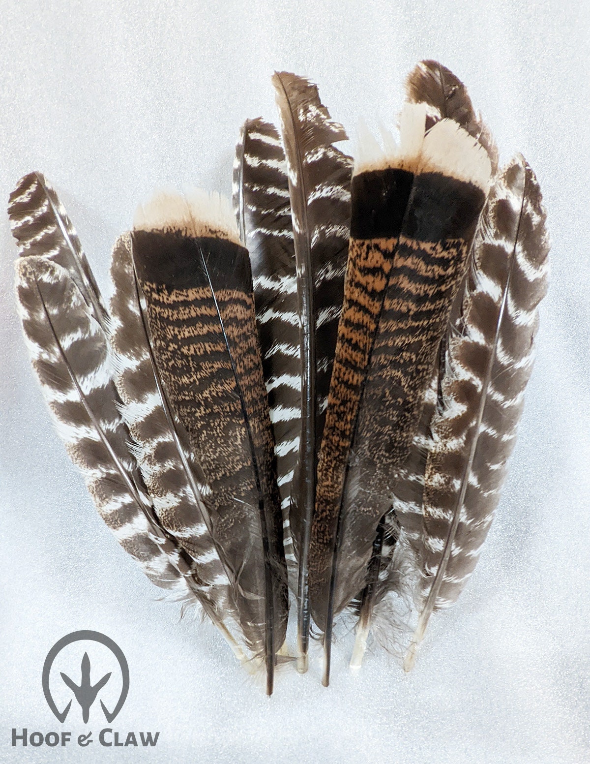 10 Pieces - 6-8 Natural Reeves Venery Pheasant Tail Feathers