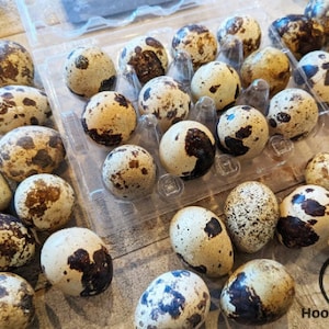 May include: A close-up of a container filled with speckled brown and white quail eggs. The eggs are arranged in a plastic container with individual compartments. The container is on a wooden surface.