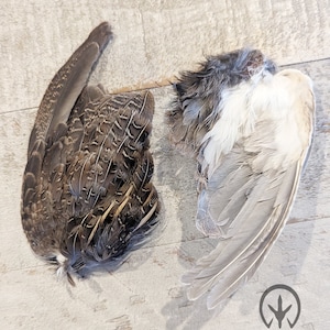 Dried quail wings & pelt, fresh humanely raised on our homestead, all natural dehydrated treats for cats dogs or for crafts, jumbo coturnix