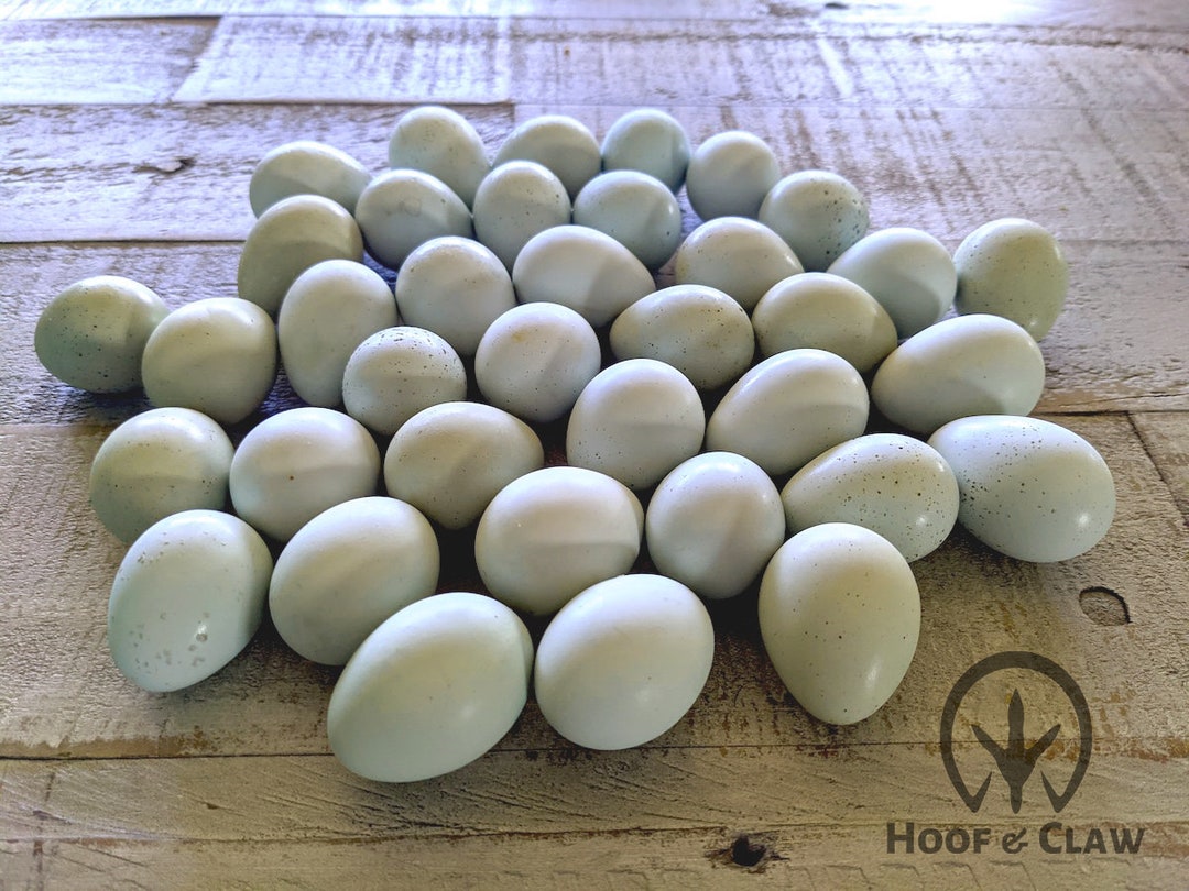 Blue Celadon Quail Eggs Fresh Humanely Raised Cage Free Eggs From Our