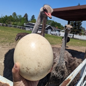 May include: A large, white ostrich egg is being held in a person's hand. The egg is smooth and has a slight sheen. Two ostriches are in the background, one with its head turned towards the camera.