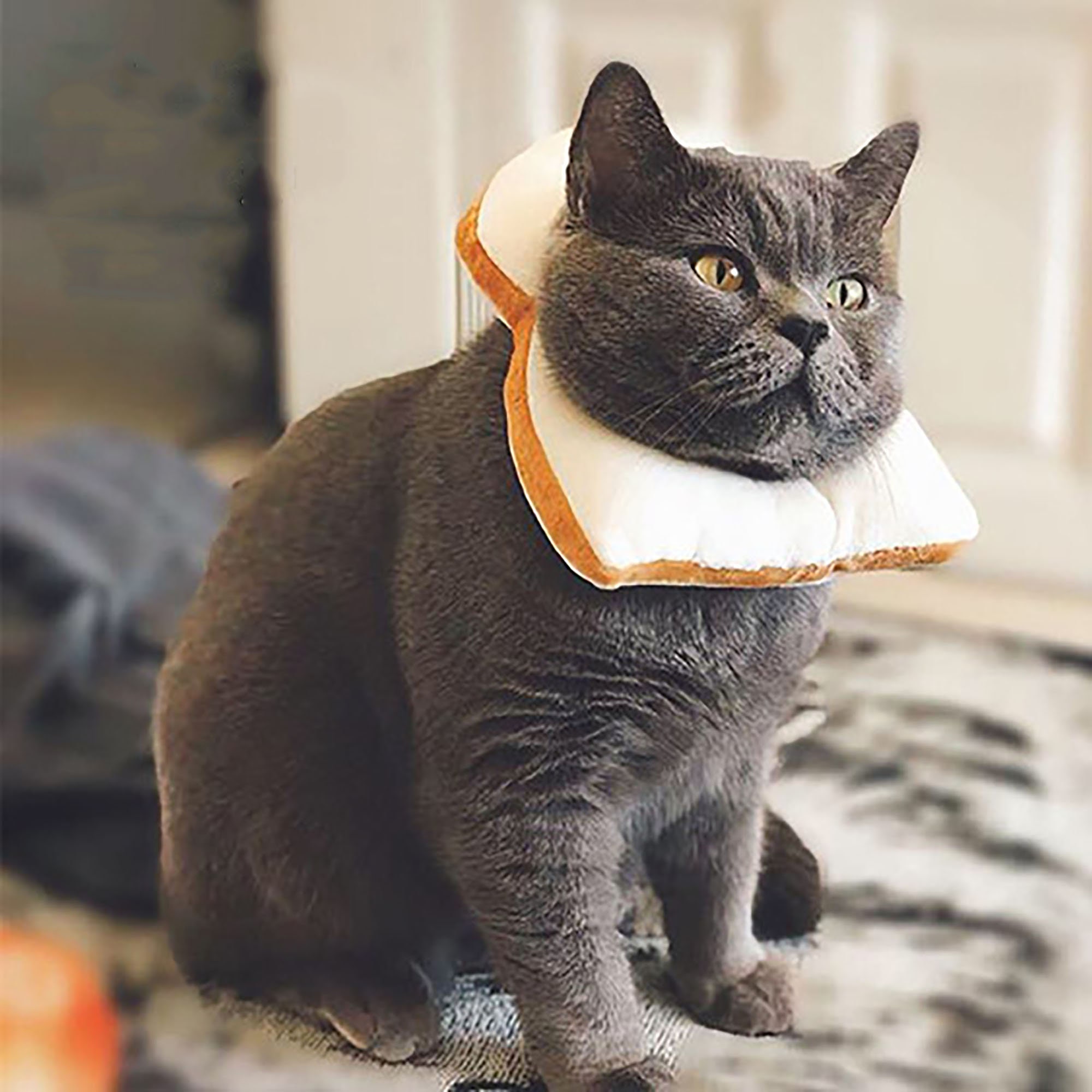 Elizabeth Toast Kragen Teddy Hund Garfield Katze Kragen Etsy