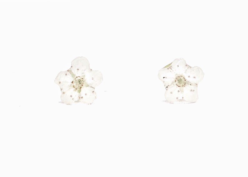 Nature earrings Real Flower Earrings Gift for Mother/'s Day Forget-me-not Flower Earrings With 925 Sterling Silver