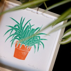 Spider Plant - Handprinted Limited Edition Lino Cut