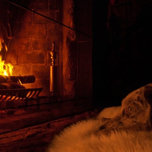 Chien sur tapis en peau de mouton près de la cheminée, chaleur, chiot, amour, câlin, sauvetage, confortable, hiver, vacances, noël, animal de compagnie, cabane en rondins, photographie,
