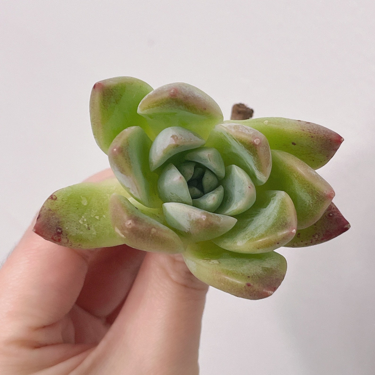 Rare Succulents-Echeveria Alba Beauty Imported From Korea | Etsy