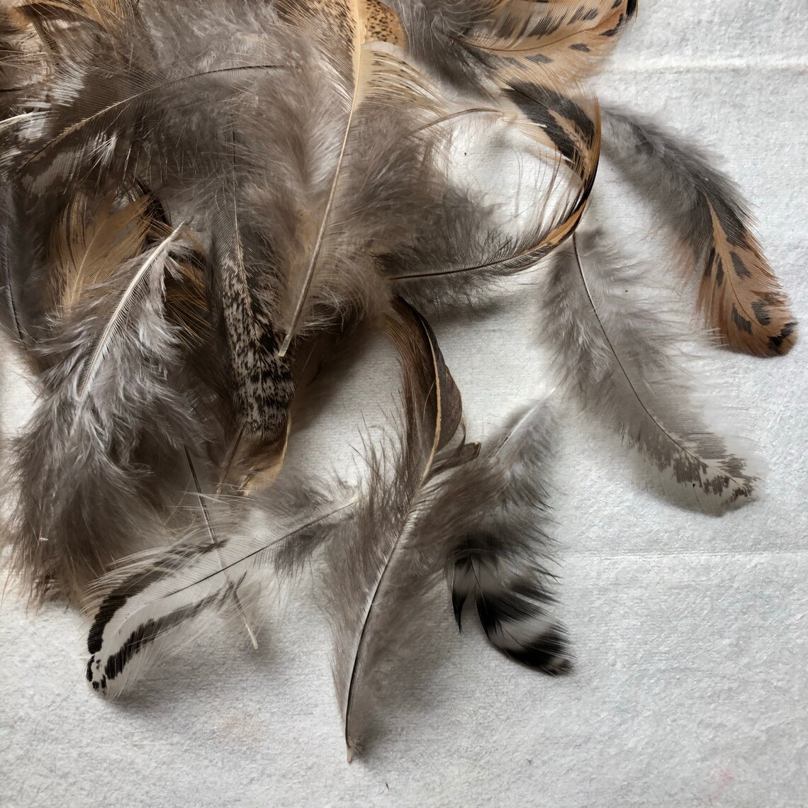 Cruelty Free 65 Real Chicken Feathers Assorted Fancy Natural Etsy