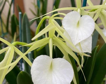 Brassavola nodosa 3” blooming size adult plants SUPER SALE Free Ship! Species orchid plant