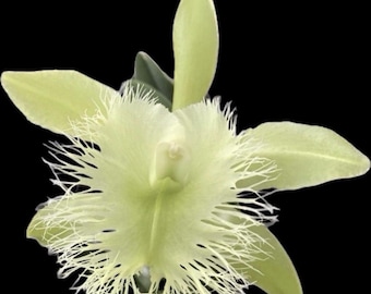 Rhyncholaelia digbyana 'Green Giant' FCC/AOS Orchid Cattleya FRAGRANT