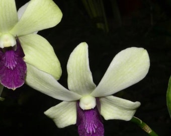TEN PLANTS! Lot Of 10 Dendrobium Orchids Instant Collection Previously Bloomed