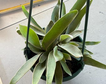 Platycerium veitchii potted. Silver Staghorn Fern. 6” hanging pot