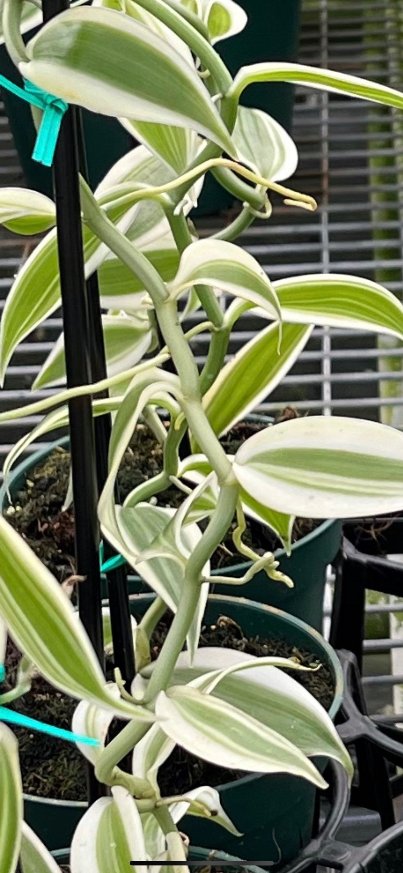 White variegated Vanilla planifolia Well Rooted Species Orchid Plant