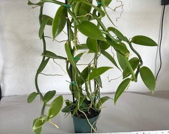 Do you want Vanilla flowers this year??? Blooming size planifolia Orchid Plant. HUGE