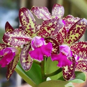 May include: Close-up of a Cattleya orchid with vibrant colors. The petals are a mix of burgundy and yellow-green, speckled with darker spots. The orchid features bright pink, ruffled lips and green leaves.